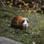 Accessoires pour rongeurs : le guide pour choisir le meilleur confort en ligne