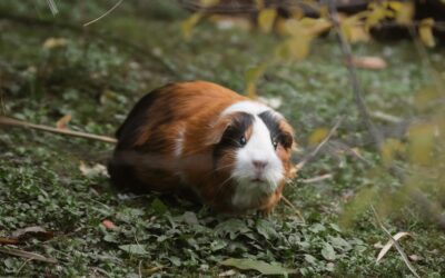 Accessoires pour rongeurs : le guide pour choisir le meilleur confort en ligne