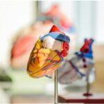 maladies cardiovasculaires