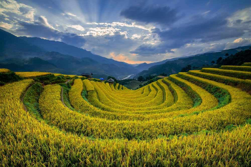 Terasses de riz dorées en spirale sur colline montagneuse sous ciel nuageux Terasses de riz dorées en spirale sur colline montagneuse sous ciel nuageux